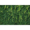 A dense green foliage wall used as a tropical jungle leaf photography backdrop.