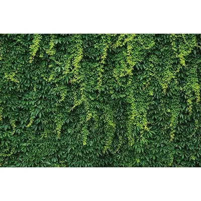 A dense green foliage wall used as a tropical jungle leaf photography backdrop.