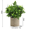 A potted Sophora japonica plant in a rustic cylindrical pot with measurements shown.