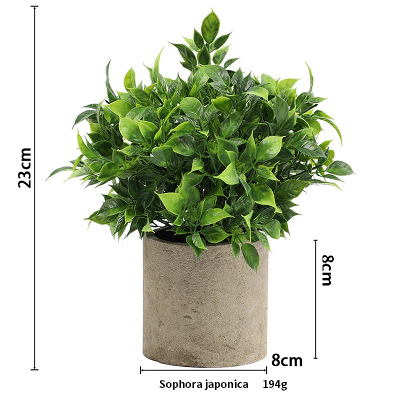 A potted Sophora japonica plant in a rustic cylindrical pot with measurements shown.