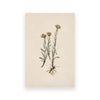 A minimalist painting featuring dried dandelion flowers on a light beige canvas.