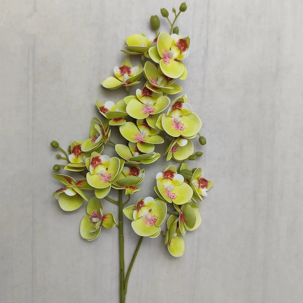 A stem of Lifelike Butterfly Orchid with 21 pale yellow and pink blooms against a light gray background.