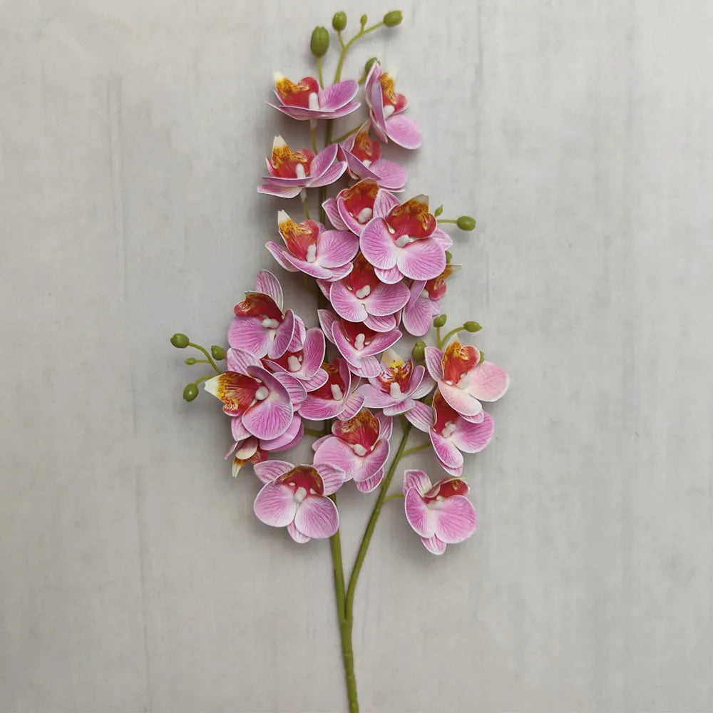 A stem of Lifelike Butterfly Orchid with 21 pink and orange blooms against a light background.