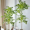 A tall artificial maple tree with silk green leaves displayed in a white planter against a light wall.