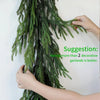 Hands are adjusting a long green artificial Norfolk pine Christmas garland.
