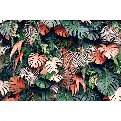 A dense arrangement of various tropical jungle leaves used as a photography backdrop.