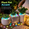 A potted succulent plant sits in a light-colored container filled with glow-in-the-dark luminous pebbles on a wooden surface.