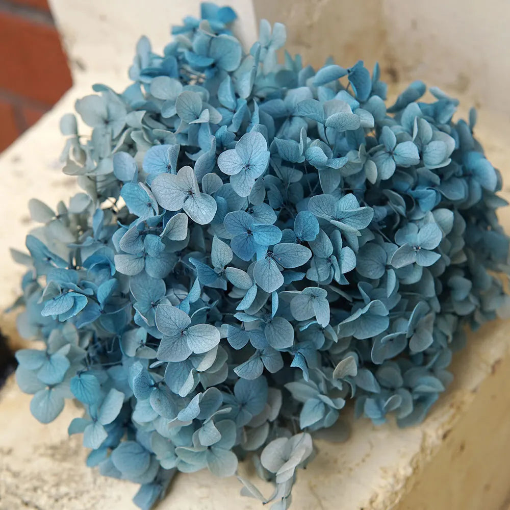A dense cluster of light blue dried hydrangea florets displayed on a white surface.