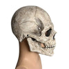 A realistic full-head skull mask with a movable jaw, displayed on a mannequin.