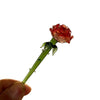 Handcrafted blue glass flower sculpture with a reddish-orange rose bloom on a green stem
