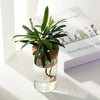 Un pot en verre contenant une petite plante d'intérieur avec des racines visibles, posé sur une surface blanche à côté d'un l