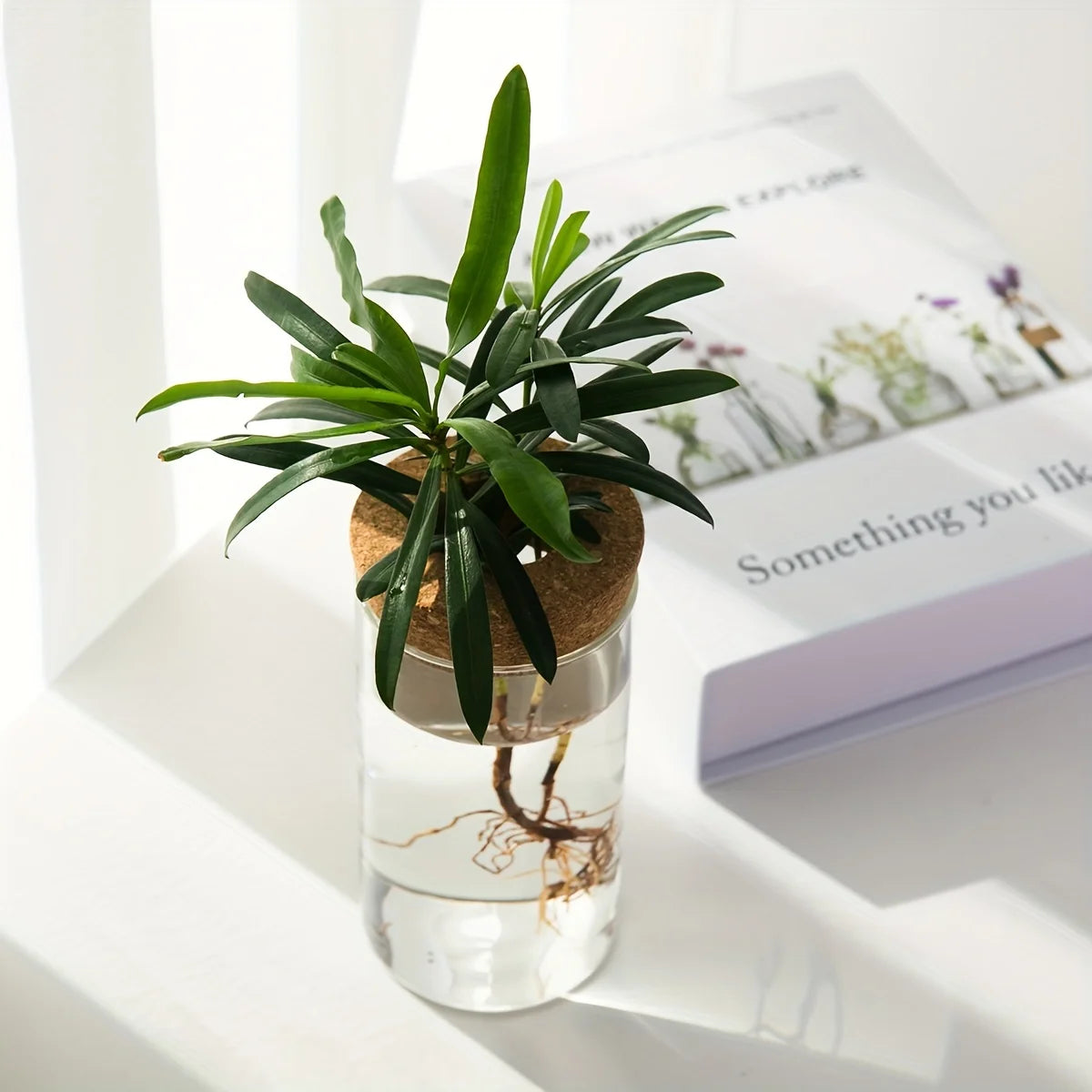 Un pot en verre contenant une petite plante d'intérieur avec des racines visibles, posé sur une surface blanche à côté d'un l
