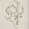 A delicate, hand-drawn botanical illustration of a leafy branch on aged paper.