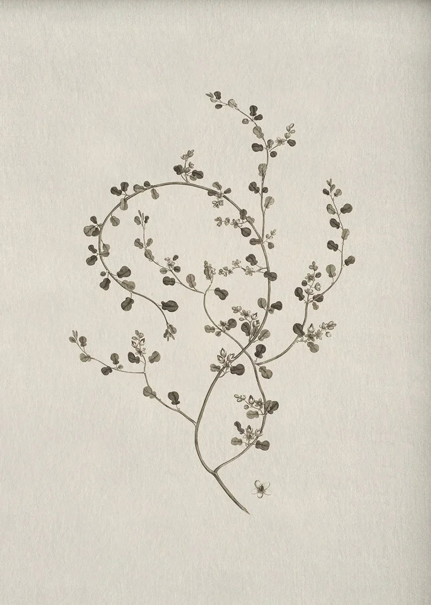 A delicate, hand-drawn botanical illustration of a leafy branch on aged paper.