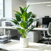 A vibrant green artificial Bird of Paradise tree in a white pot displayed on a modern desk.