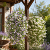 Two hanging silk morning glory vine flowers in white and purple bloom from a wooden structure.