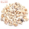 Natural Sea Snail Shell Beads for DIY Jewelry Making
