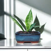 A vibrant green succulent plant in a blue ceramic planter sits on a white surface.
