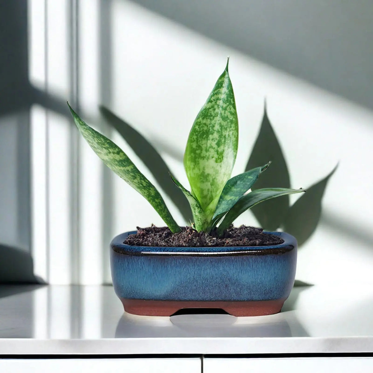 A vibrant green succulent plant in a blue ceramic planter sits on a white surface.