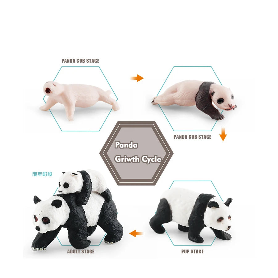 A set of realistic panda life cycle figurines showing stages from cub to adult.