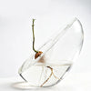 A clear glass vase holds a small avocado seed starter with roots and a stem.