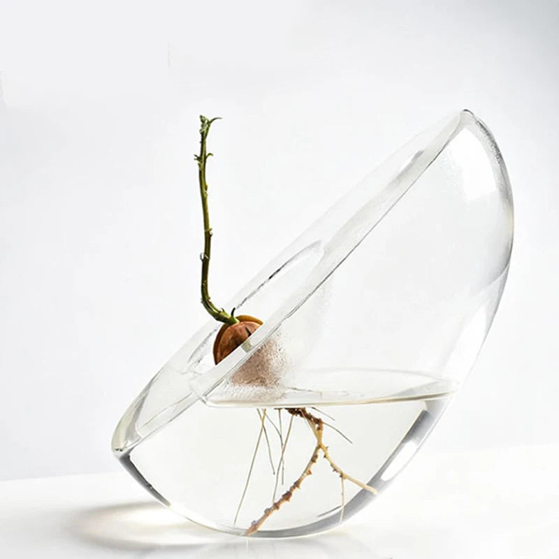 A clear glass vase holds a small avocado seed starter with roots and a stem.