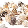 Natural Sea Snail Shell Beads for DIY Jewelry Making