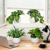 A window sill display featuring various artificial bonsai succulent plants in white pots on a wooden desk.