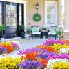 A vibrant flower bed featuring purple, orange, yellow, and white blooms in front of a light-colored house entrance.