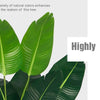 A tropical plant featuring large green leaves against a light gray background.