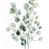 Watercolor illustration of a sprig of sage green botanical leaves on a white background.