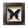 A dark butterfly specimen is displayed in a framed piece of art with elegant gold accents.
