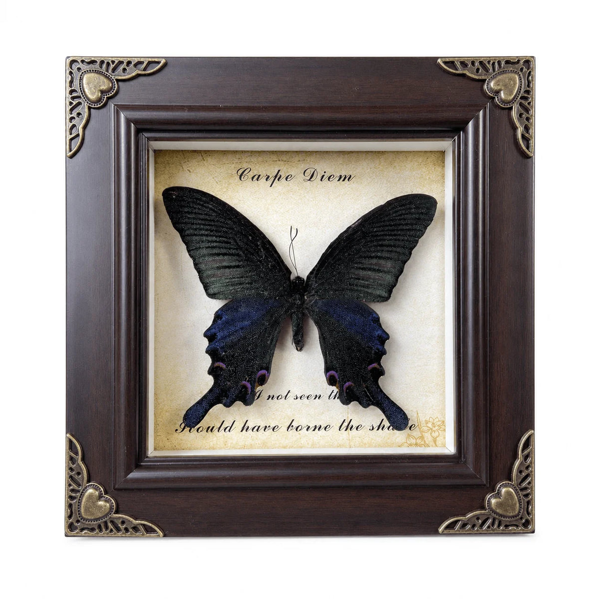 A dark butterfly specimen is displayed in a framed piece of art with elegant gold accents.