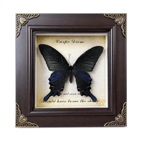 A dark butterfly specimen is displayed in a framed piece of art with elegant gold accents.