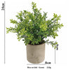 A potted rice orchid plant with green leaves in a rustic brown pot.