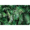 A dense arrangement of vibrant green tropical jungle leaves used as a photography backdrop.