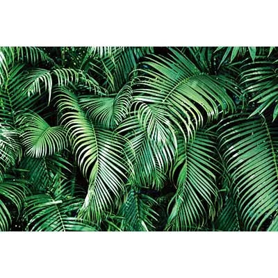 A dense arrangement of vibrant green tropical jungle leaves used as a photography backdrop.