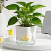 A white self-watering planter with green leaves and a clear reservoir sits on a white tray.