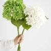 A hand holds a branch featuring vibrant green hydrangeas and white hydrangeas.