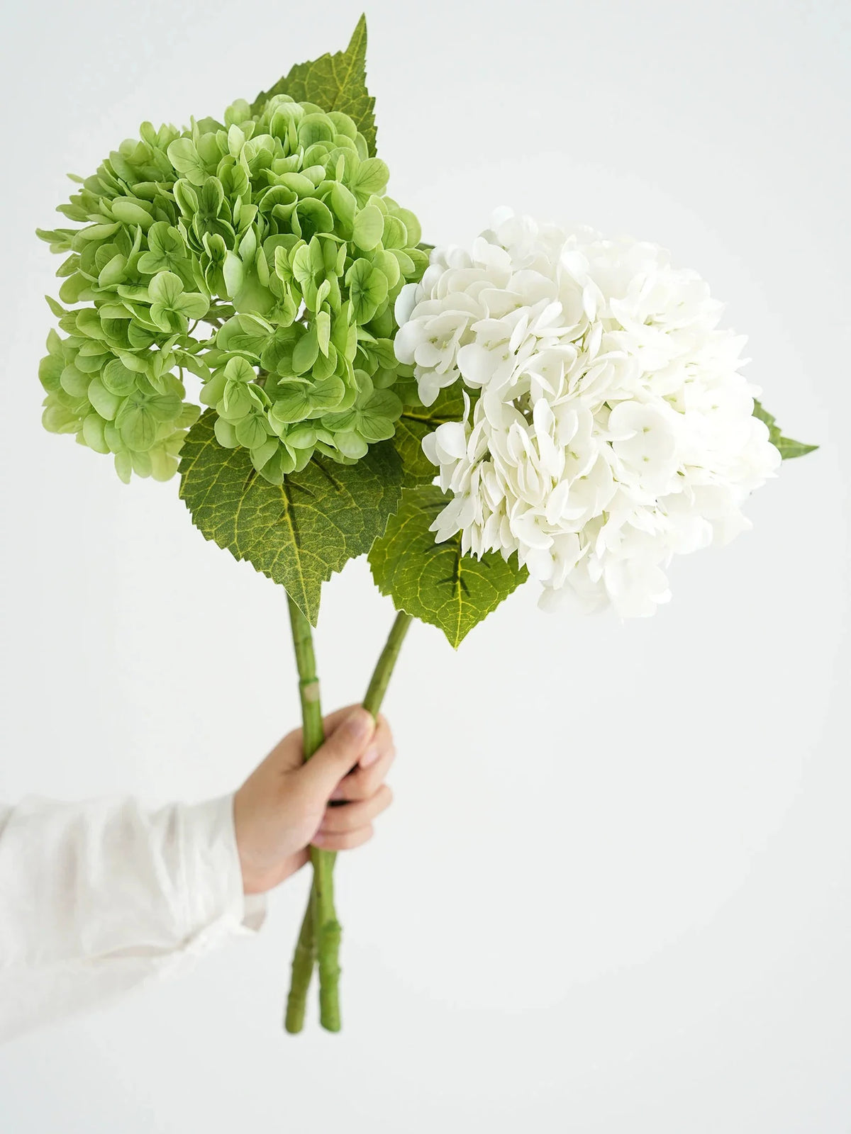 A hand holds a branch featuring vibrant green hydrangeas and white hydrangeas.