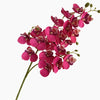 A stem of Lifelike Butterfly Orchid with 21 deep pink and burgundy blooms.