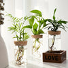 Trois pots en verre contenant des plantes d'intérieur avec des racines visibles sur une surface blanche.