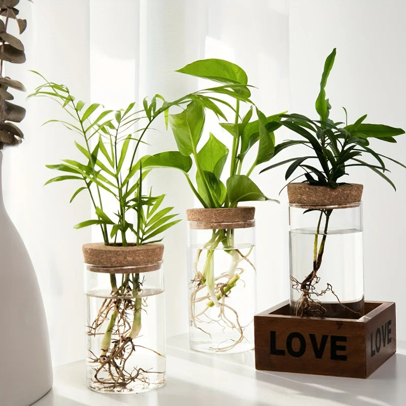 Trois pots en verre contenant des plantes d'intérieur avec des racines visibles sur une surface blanche.