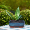 A ceramic succulent planter with drainage hole sits on a white wooden surface, surrounded by green foliage.