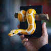 A golden resin ball python wall sculpture is held in a hand against a dark background.