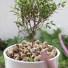 A potted plant with a skull-covered soil, featuring 20 realistic resin mini skulls for garden decor.
