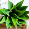 A vibrant green artificial agave plant with thick, fleshy leaves displayed on a wooden surface.