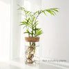 Un grand pot en verre contenant une plante d'intérieur verte vibrante aux longues feuilles et aux racines visibles.