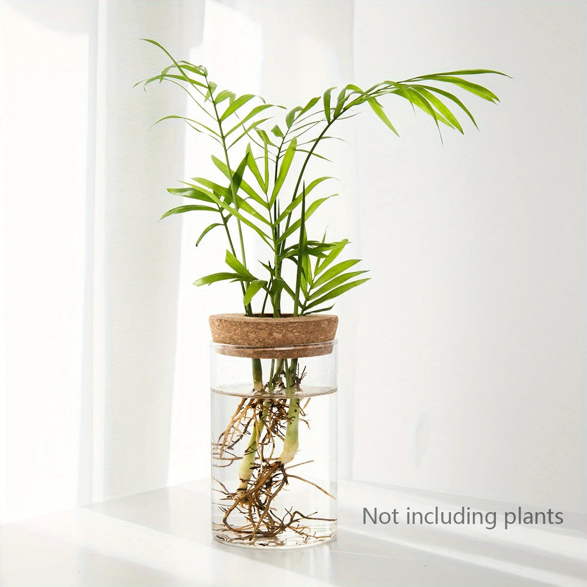 Un grand pot en verre contenant une plante d'intérieur verte vibrante aux longues feuilles et aux racines visibles.