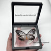 Real Butterfly Specimen in Decorative Frame